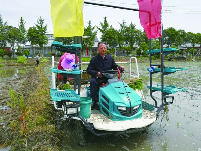 朱林镇黄金村有机软米早稻秧苗开始栽插