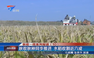 秋收一线系列报道（10） 秋收秋种同步推进 水稻收割近六成